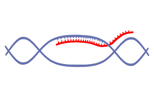 Gene Search - Magnifying glass over DNA strand