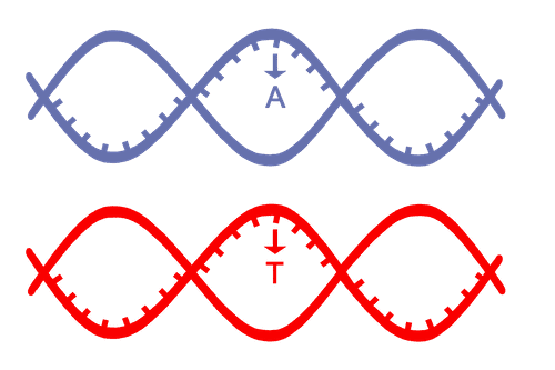 SNP Search - Genetic variation analysis